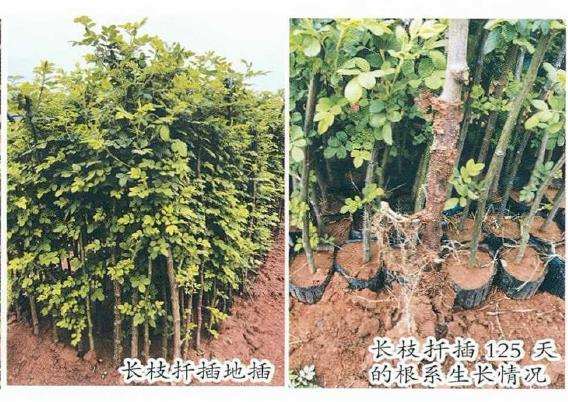 树状月季砧木品种怎么选择