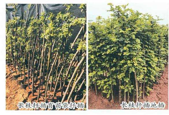 树状月季砧木品种怎么选择