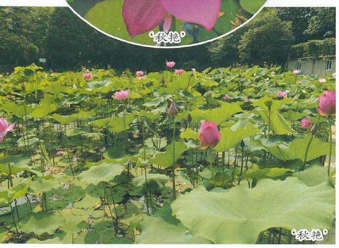 秋荷花系列 花莲新品种 图片