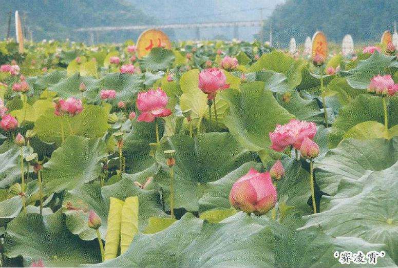 秋荷花系列 花莲新品种 图片