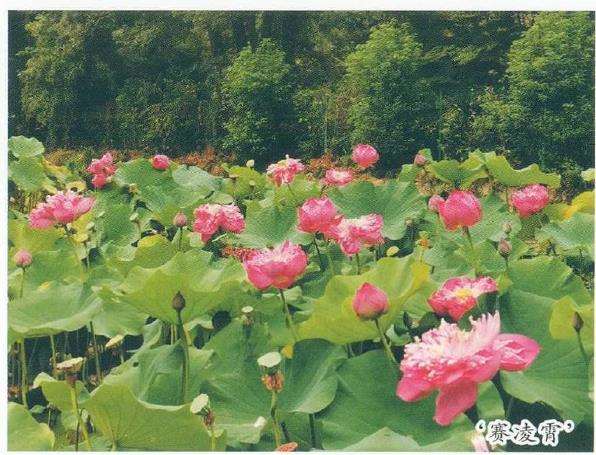 秋荷花系列 花莲新品种 图片