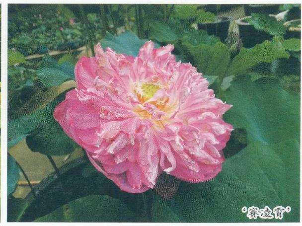 秋荷花系列 花莲新品种 图片