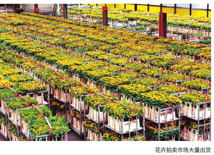 2021 花卉市场流通体系的3个现状