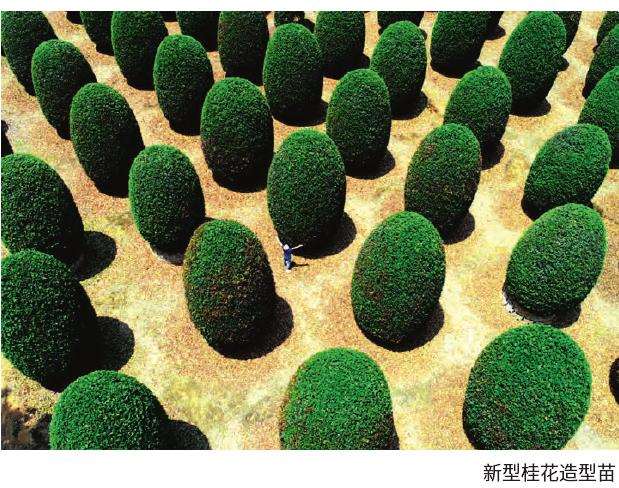 苗木产销形势的5个预判2
