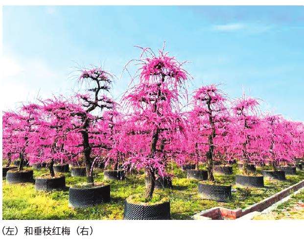 园林市场与苗木产业状况