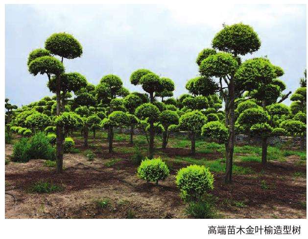 园林市场与苗木产业状况