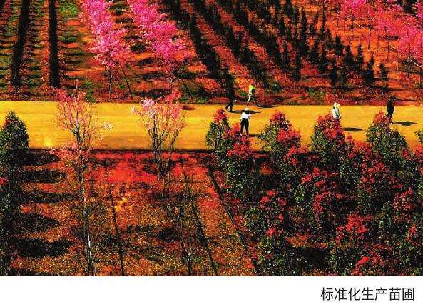 苗木产销经营分析