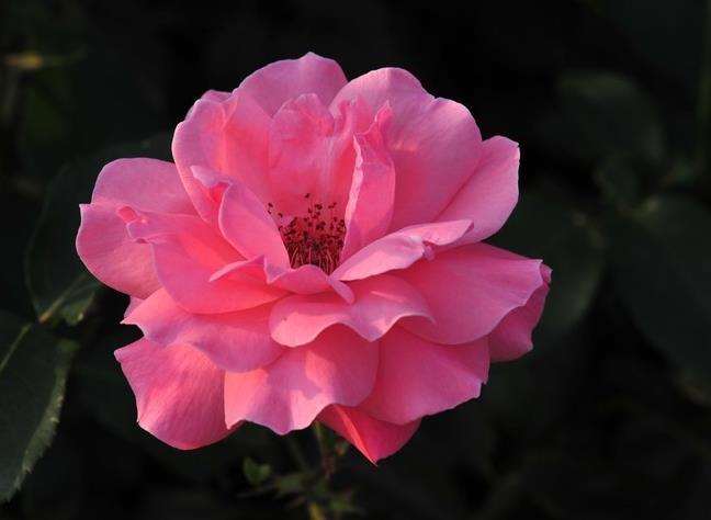 怎么实施花卉保险的5个工作建议