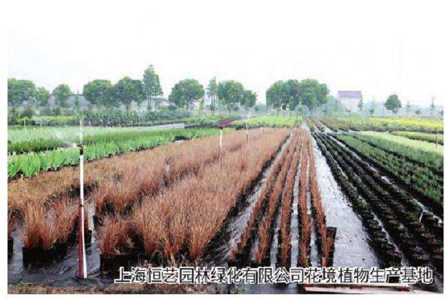 花境推广倒逼花卉产品结构改革