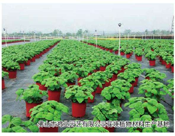 花境推广倒逼花卉产品结构改革