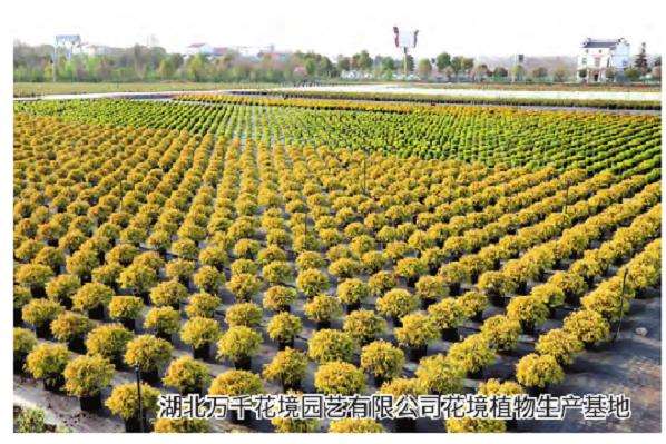 花境推广倒逼花卉产品结构改革