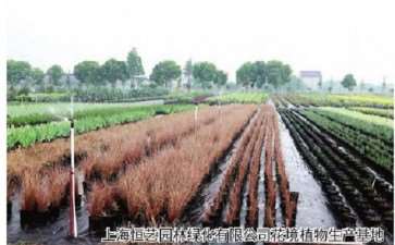 花境推广倒逼花卉产品结构改革