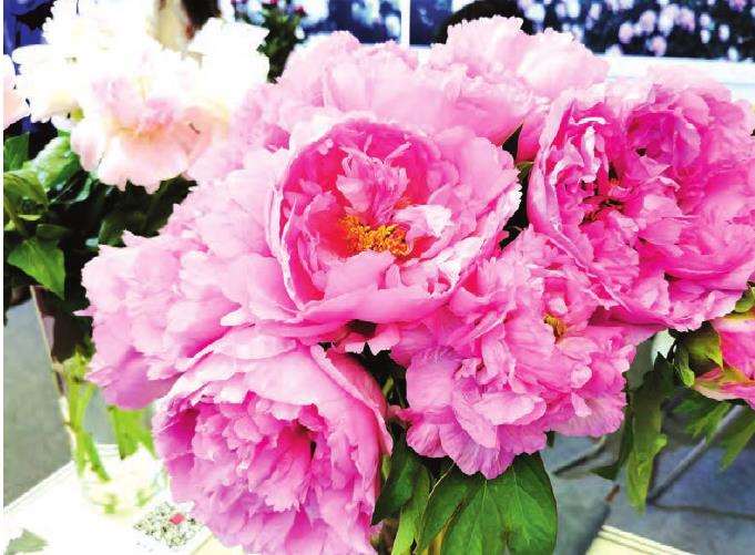 盆栽草花颜值品质怎么并重的方法