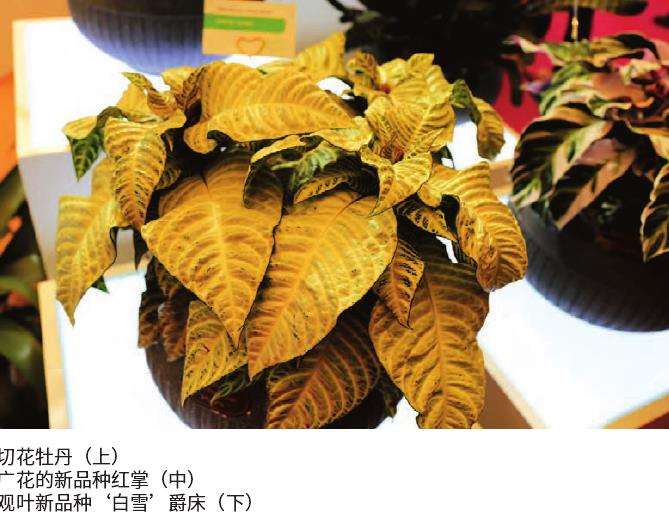 盆栽草花颜值品质怎么并重的方法