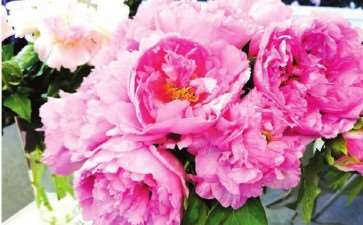 盆栽草花颜值品质怎么并重的方法