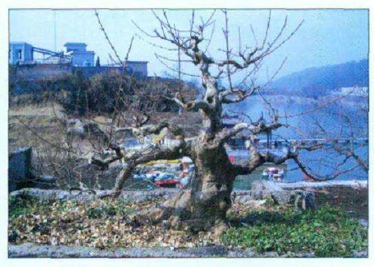 图解 怎么制作盆景大飘枝的12个步骤