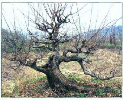 图解 怎么制作盆景大飘枝的12个步骤