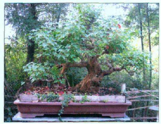 图解 怎么制作盆景大飘枝的12个步骤