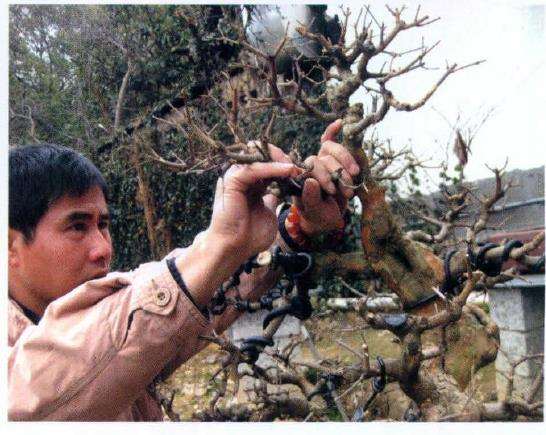 图解 怎么制作盆景大飘枝的12个步骤