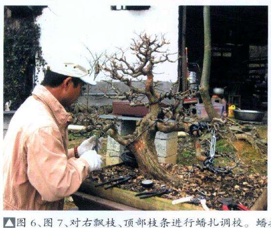 图解 怎么制作盆景大飘枝的12个步骤