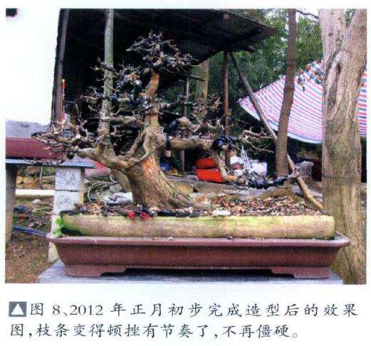 图解 怎么制作盆景大飘枝的12个步骤