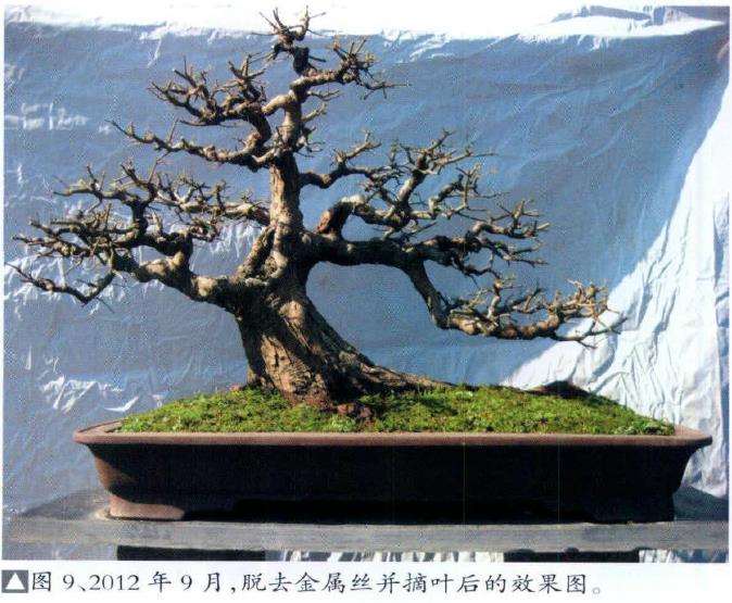 图解 怎么制作盆景大飘枝的12个步骤