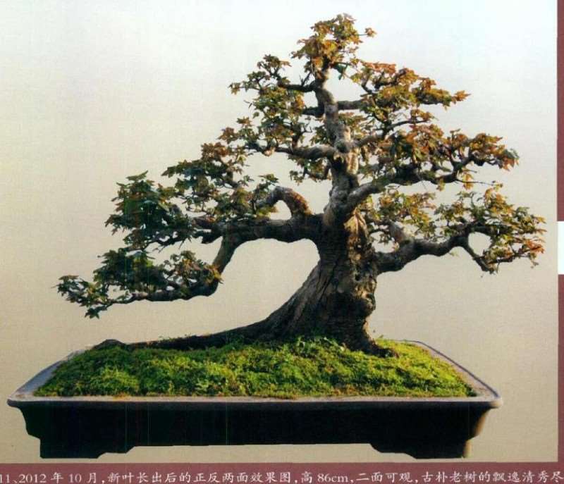 图解 怎么制作盆景大飘枝的12个步骤