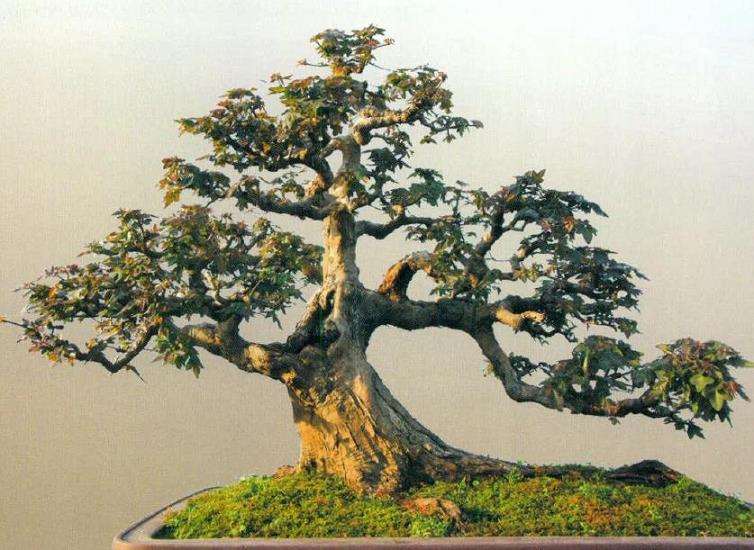 图解 怎么制作盆景大飘枝的12个步骤