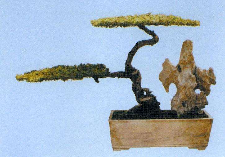 泰州盆景园位于泰山公园东北角