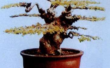 泰州盆景园位于泰山公园东北角