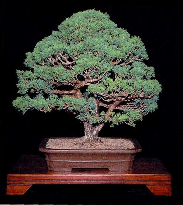 加拿大多伦多盆景协会建立于1963年