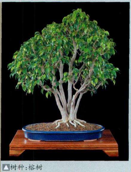 加拿大多伦多盆景协会建立于1963年