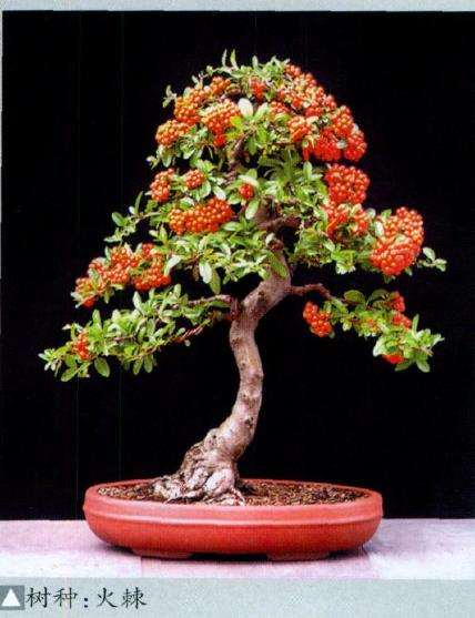 加拿大多伦多盆景协会建立于1963年