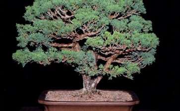 加拿大多伦多盆景协会建立于1963年