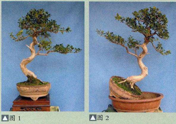 南通艺友时先生送我一件黄杨盆景