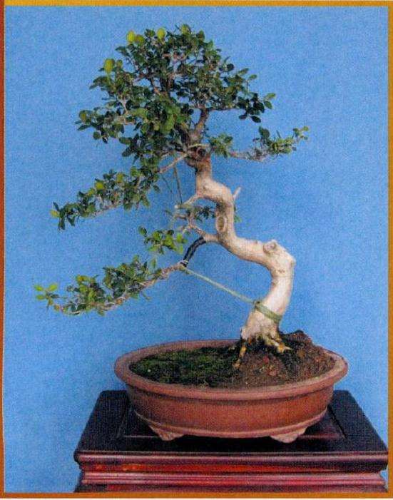 南通艺友时先生送我一件黄杨盆景