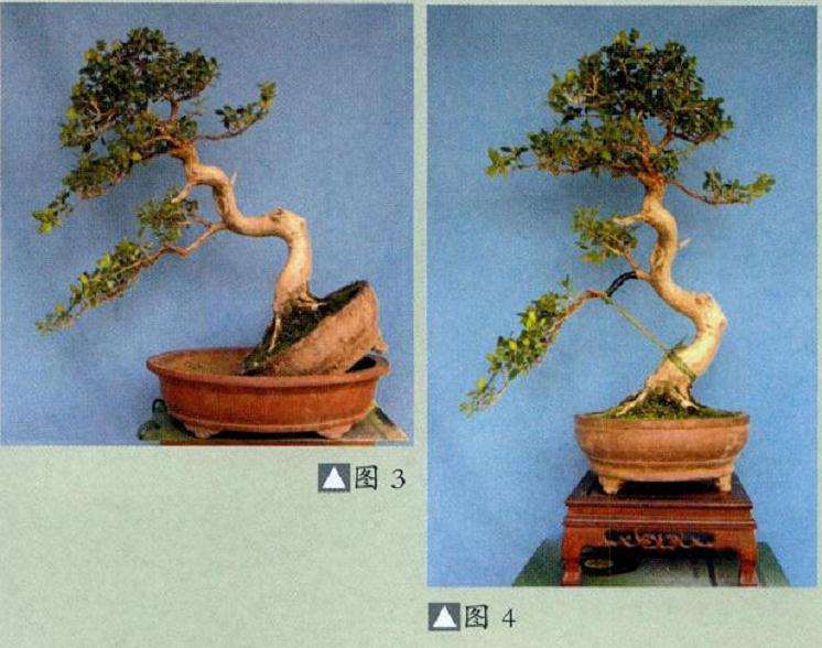 南通艺友时先生送我一件黄杨盆景