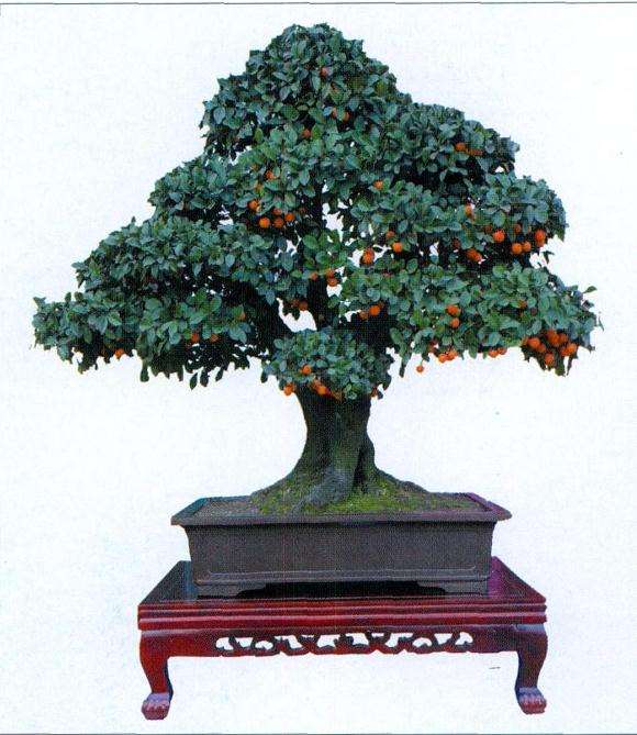 金弹子盆景怎么上盆造型