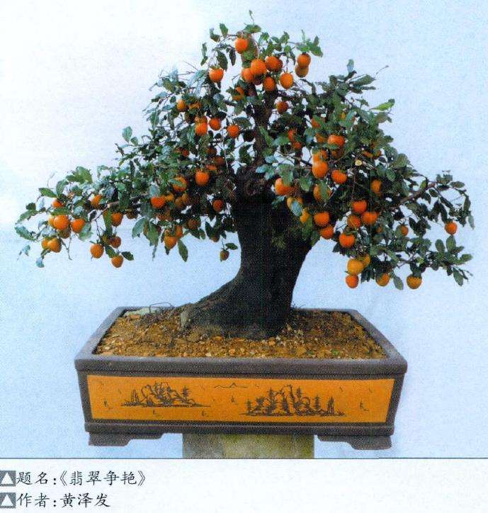 金弹子盆景怎么上盆造型