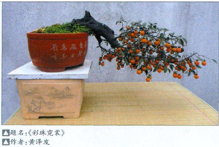 金弹子盆景怎么上盆造型