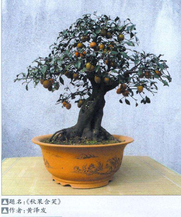 金弹子盆景怎么播种扦插的3个方法