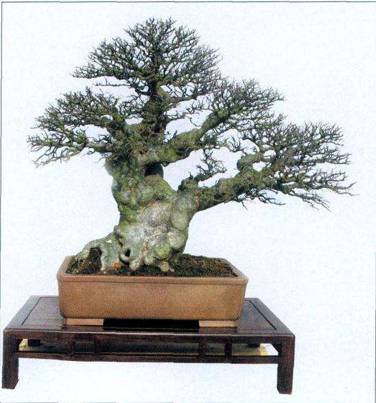 新手从事盆景培养怎样才能少走弯路