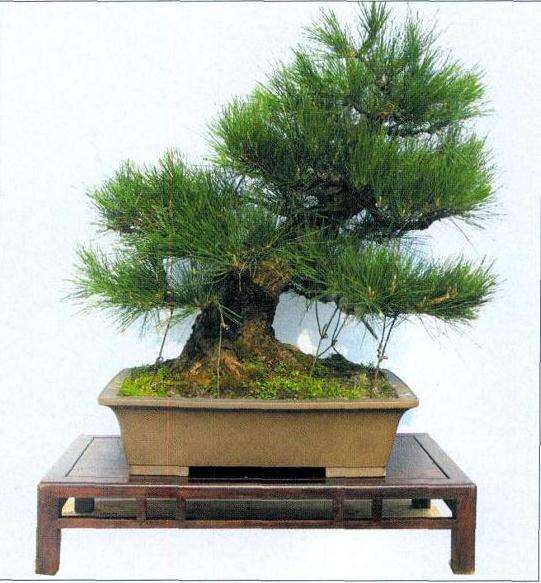 新手从事盆景培养怎样才能少走弯路