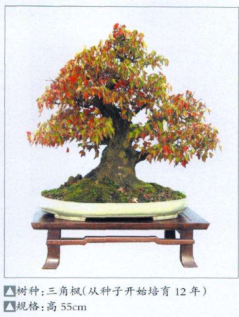 你是怎样走上盆景创作这条道路的呢