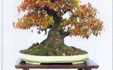 你是怎样走上盆景创作这条道路的呢