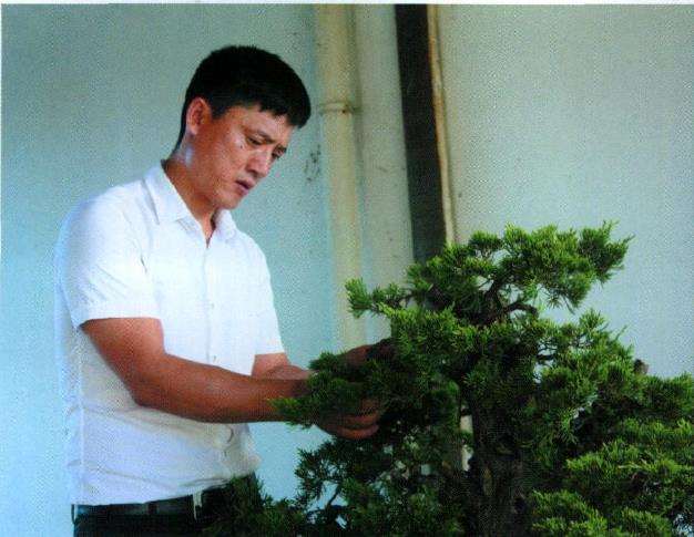 图解 山采柏树盆景怎么制作7个过程