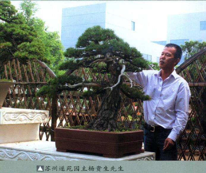 图解 山采柏树盆景怎么制作7个过程