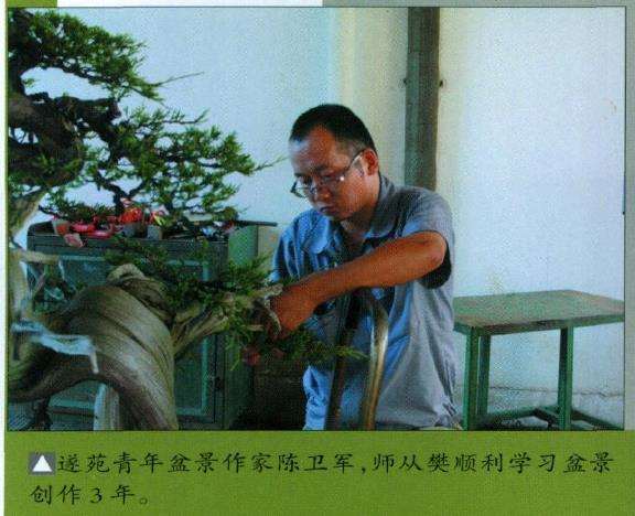 图解 山采柏树盆景怎么制作7个过程