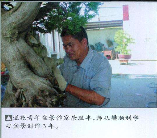 图解 山采柏树盆景怎么制作7个过程