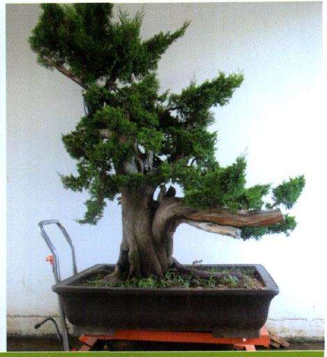 图解 山采柏树盆景怎么制作7个过程